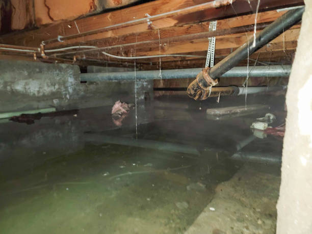 Best Mold removal after water damage  in Milaca, MN