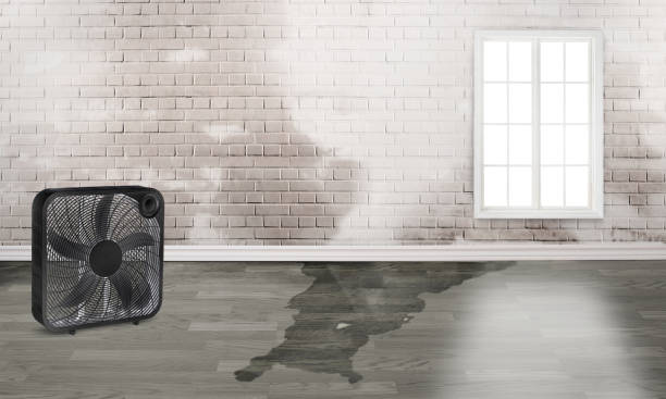 Best Local water damage restoration  in Milaca, MN